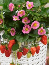 ��������� ������������ ������ F1 - 3 ��.