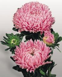   Matador Salmon Pink - 10 .