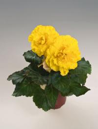    Nonstop F1 Yellow with red back - 5 .