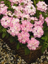   TUSCANY F1 PINK PICOTEE - 5 .