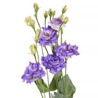  Alissa F1 2 Blue Flush - 5 .