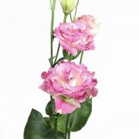  Alissa F1 2 Pink Flash - 5 .