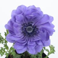 ������� F1 Harmony Double Blue - 3 ��.