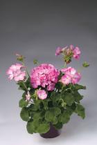   Apache Pink Bicolour - 3 .