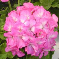   Apache Pink Bicolour - 3 .