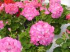   Apache Pink Bicolour - 3 .