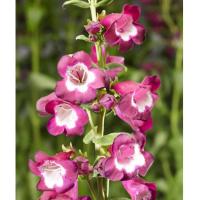   Arabesque orchid - 5 .
