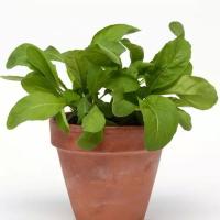  SimplySalad Arugula - 3 .