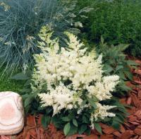   Astary White - 5 .