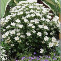 ����� ��������� Bambina White - 10 ��