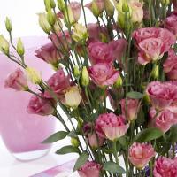   Aube 3 Cocktail Champagne - 5 .