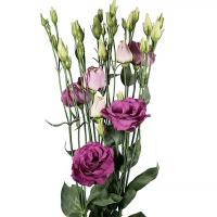   Aube 3 Rose Pink - 5 .