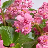 ������� ������������� �������� ��� (FLOWERBALL F1) Pink - 10 ��.