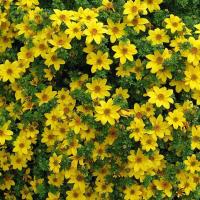  GOLDEN YELLOW - 20 .