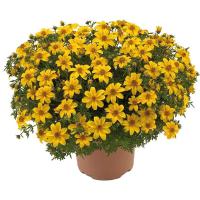  GOLDEN YELLOW - 20 .