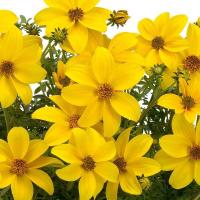  GOLDEN YELLOW - 20 .