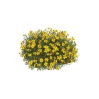  GOLDEN YELLOW - 20 .