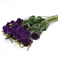  ABC 2 Purple Improved. ! - 5 .
