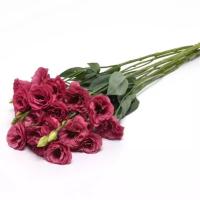  ABC 2 Rose Improved. ! - 5 .