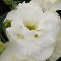  ABC 3 White - 5 .