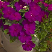   XTREME F1 Violet - 5 .