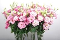  Alissa F1 2 Pink impr. - 5 .