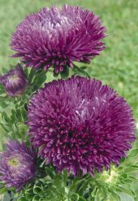   Gala Purple - 10 .