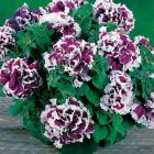    PIROUETTE PURPLE - 10 .