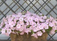    Nuvolari F1 pastel pink - 5 .