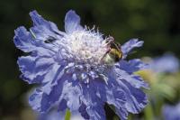   Fama Deep Blue - 3 .