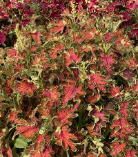   Colocha Scarlet. ! - 5 .