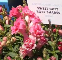    Sweet Duet F1 Rose Shades. ! - 10 .