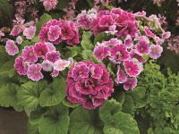   Libre F1 Rose picotee - 5 .