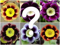 555- ALPINE AURICULA  - 5.