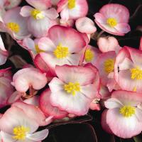   BADA BOOM ROSE BICOLOR - 10 .