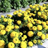   Bali Yellow - 5 .