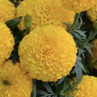  Bali Gold - 5 .