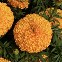   Bali Orange - 5 .