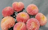   Balloon Apricot - 10 .