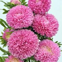 ����� ��������� Balloon Rose - 10 ��.