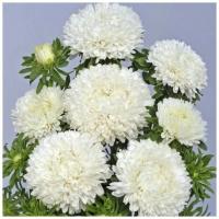   Balloon White - 10 .