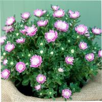   Bambina Rose - 10 