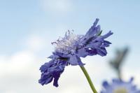   Fama Deep Blue - 3 .