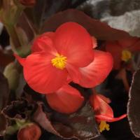   Baby Wing F1 Red Bronze Leaf - 3 .