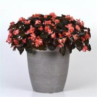   Baby Wing F1 Red Bronze Leaf - 3 .