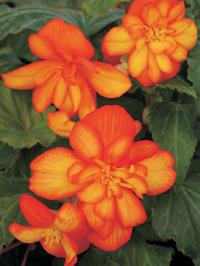    Chanson F1 Bicolour Orange and Yellow - 10 .