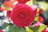    Deep Rose (E047) - 10 .