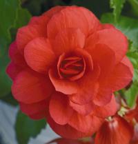    Illumination F1 Rose - 5 .