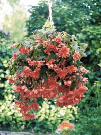    Illumination F1 Salmon pink - 5 .