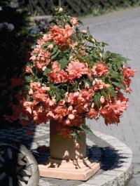    Illumination F1 Salmon pink - 5 .